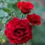 125 Best Rose Bushes For Every Garden Images On Pinterest Rose Bushes
