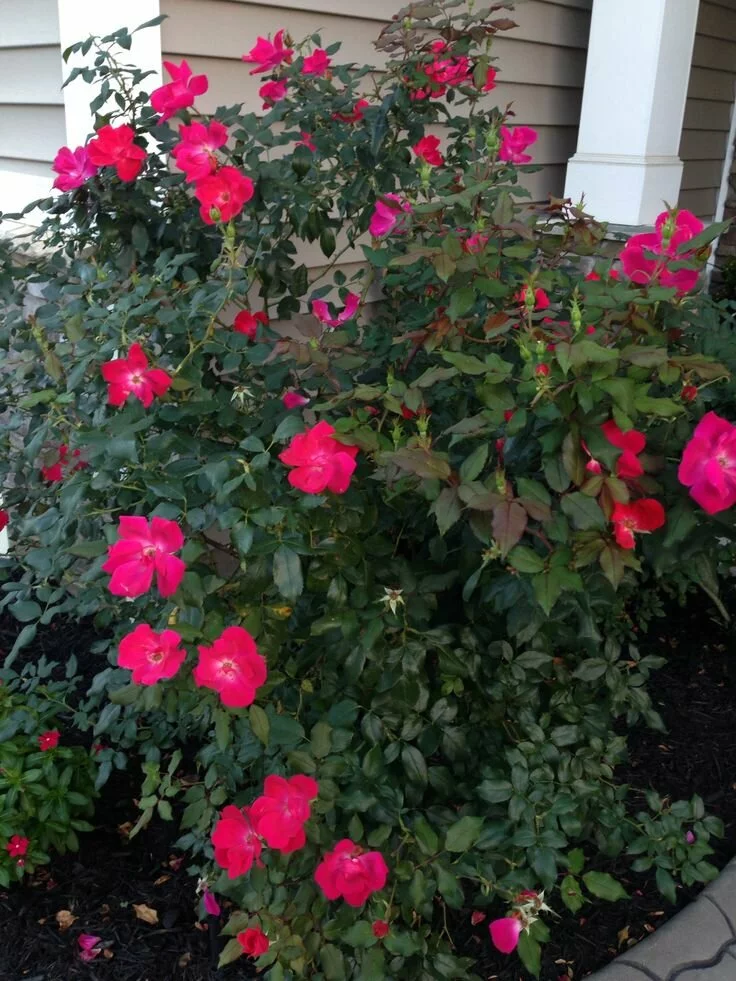 8 Rose Bushes
