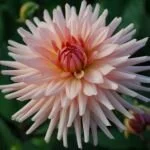 Dalia Flower 31 Best Dahlias Images On Pinterest