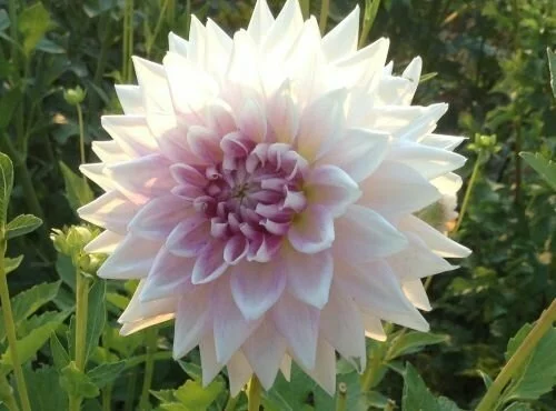 Dalia Flower A Beautiful Pink Blend Dahlia that Fades to White It is New to