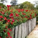 Kodja Rose Maze Flowers And Gardens Pinterest Rose Bushes