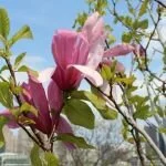 Magnolia Varieties Chinese Magnolia Tree Orourkedesigns