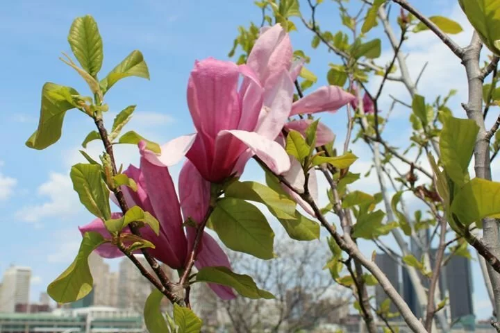 Magnolia Varieties (11 Images)