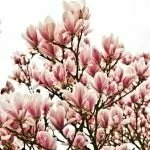 Magnolia Varieties Magnolia Tree Tree Of The Day Art And Nature
