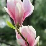 Magnolia Varieties Pin By Vica On Flowers Pinterest