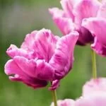 Parrot Tulip 5 Best Bulbs To Plant In Fall