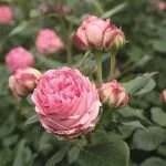 Shrub Roses Shrub Roses Buy Online Rose Bushes